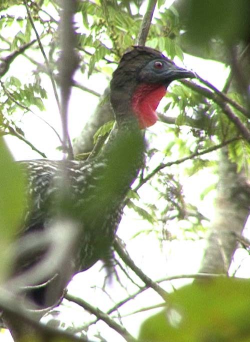 Crested Guan - ML205080311