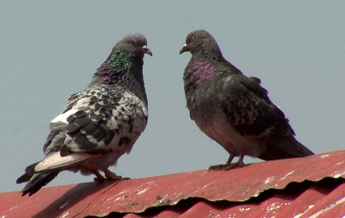 Rock Pigeon (Feral Pigeon) - Josep del Hoyo