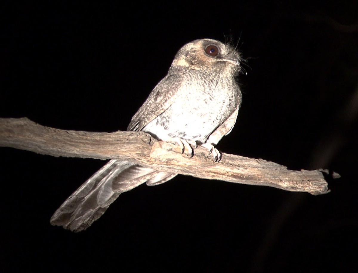 Australian Owlet-nightjar - ML205080521