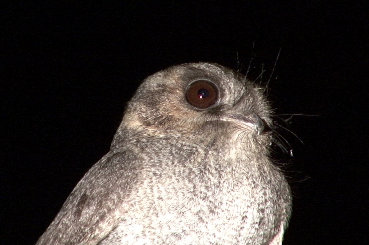Australian Owlet-nightjar - ML205080531