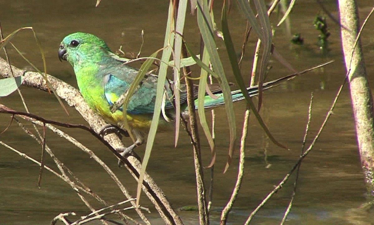 Red-rumped Parrot - ML205080681