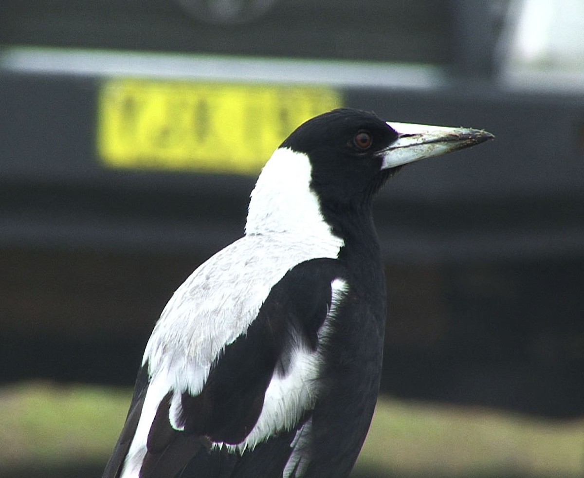 Australian Magpie (White-backed) - ML205080941