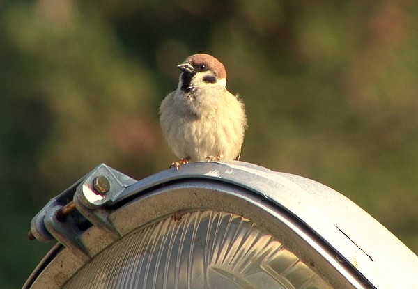 Eurasian Tree Sparrow - Josep del Hoyo