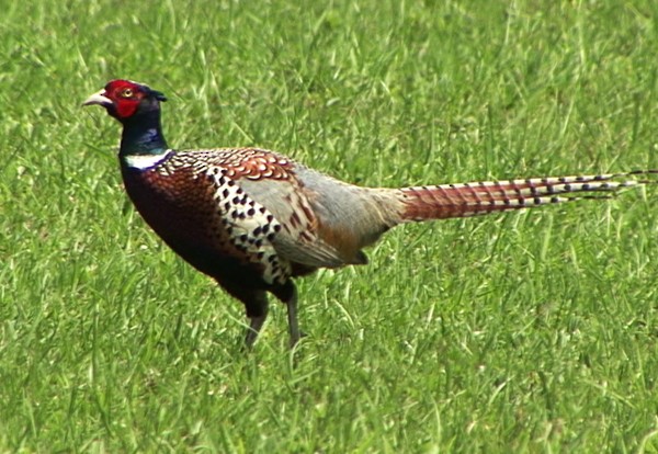 Ring-necked Pheasant - ML205081421