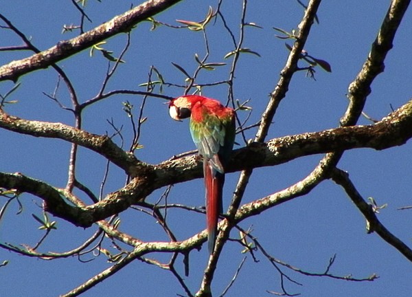 Red-and-green Macaw - Josep del Hoyo