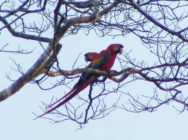 Scarlet Macaw - ML205081491