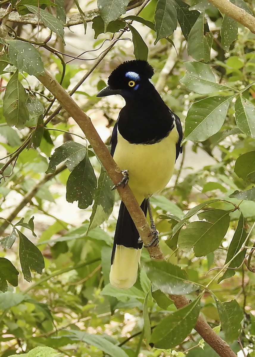 Plush-crested Jay - Sharon Chester