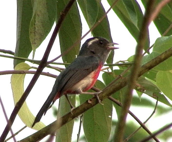 Gray-throated Chat - ML205082421