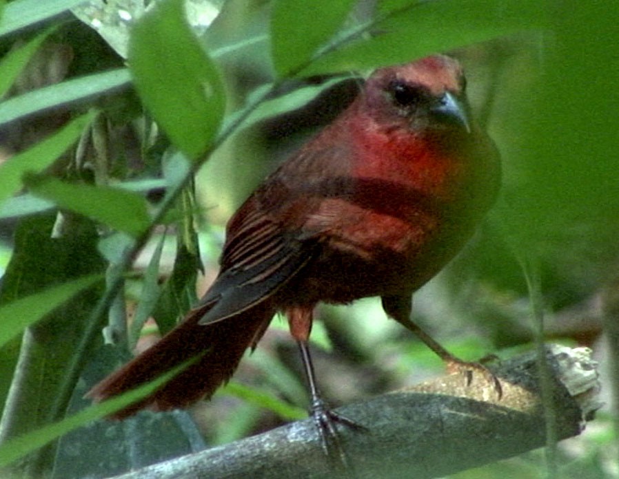 Red-throated Ant-Tanager (Salvin's) - Josep del Hoyo