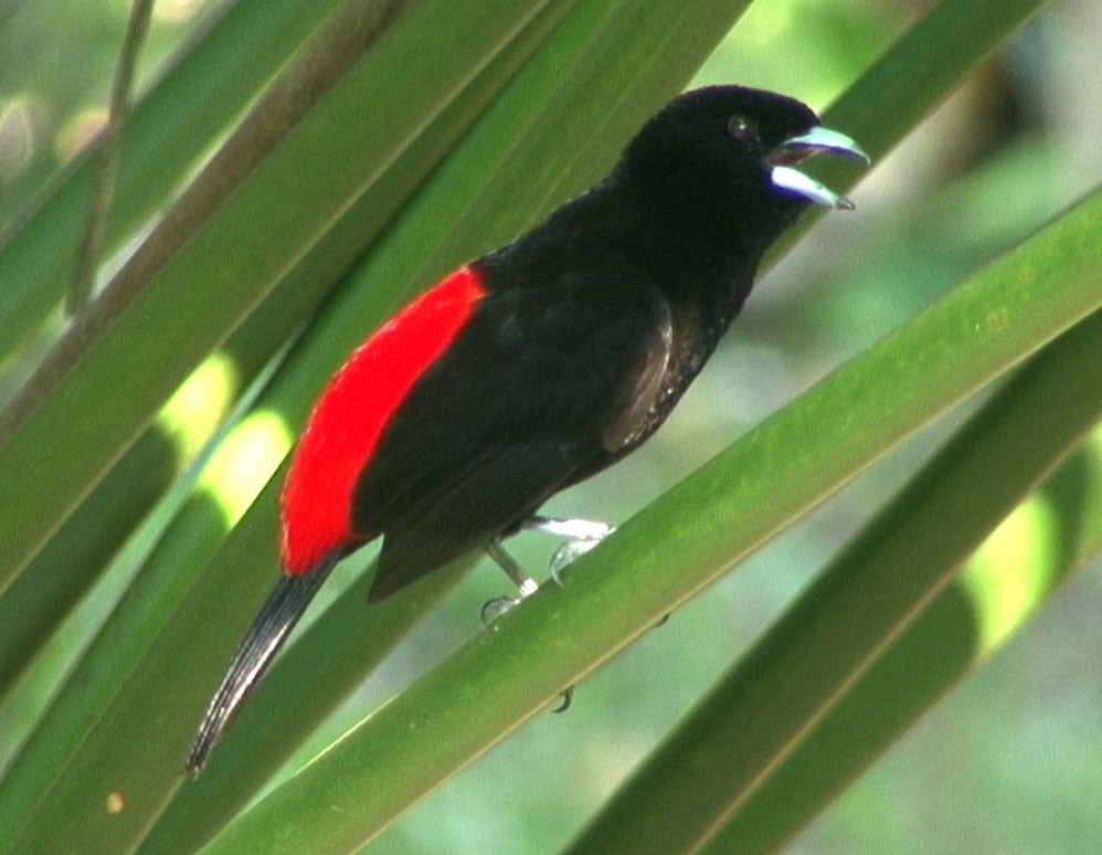 Scarlet-rumped Tanager (Passerini's) - ML205082661
