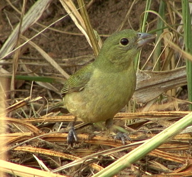 Painted Bunting - ML205082721