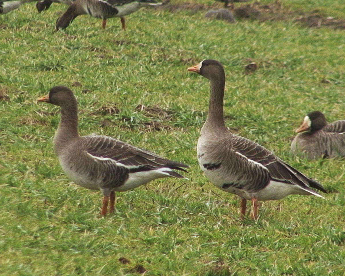 Greater White-fronted Goose (Western) - ML205083221