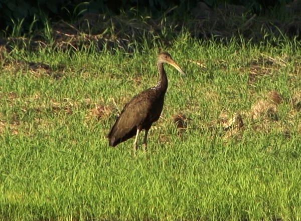 Limpkin (Brown-backed) - ML205083511