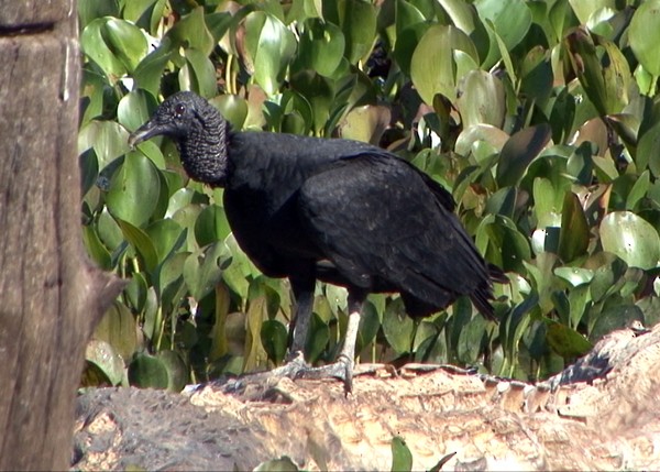 Black Vulture - Josep del Hoyo