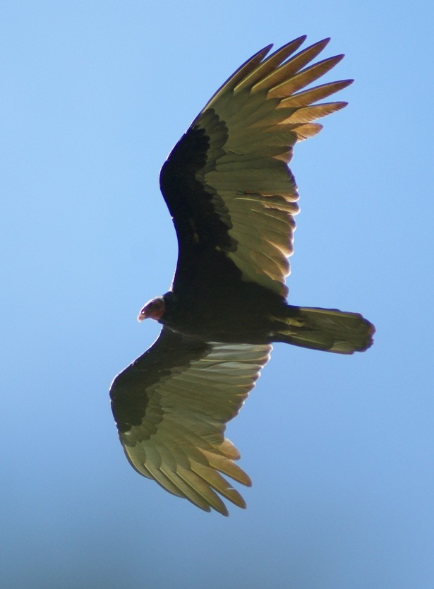 Turkey Vulture - Phil Gunson