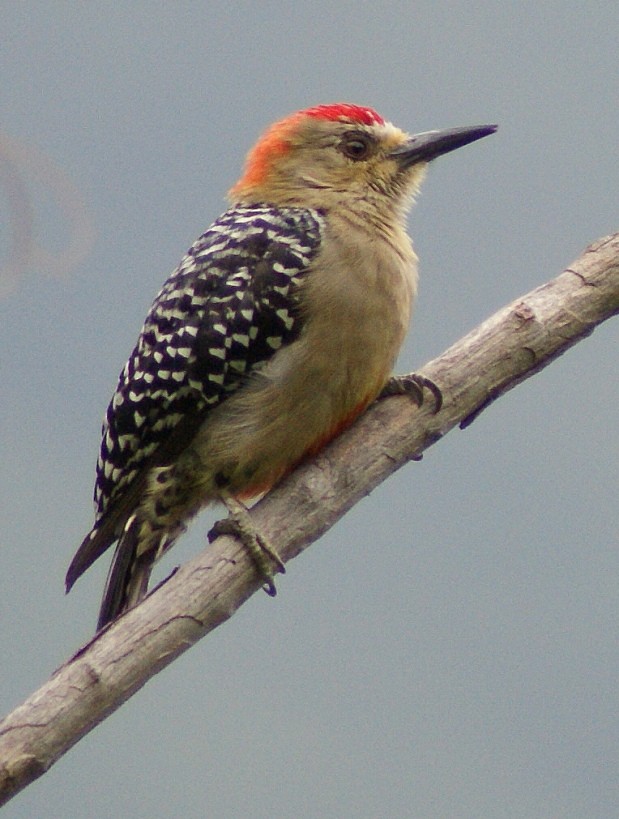 Red-crowned Woodpecker - ML205084261