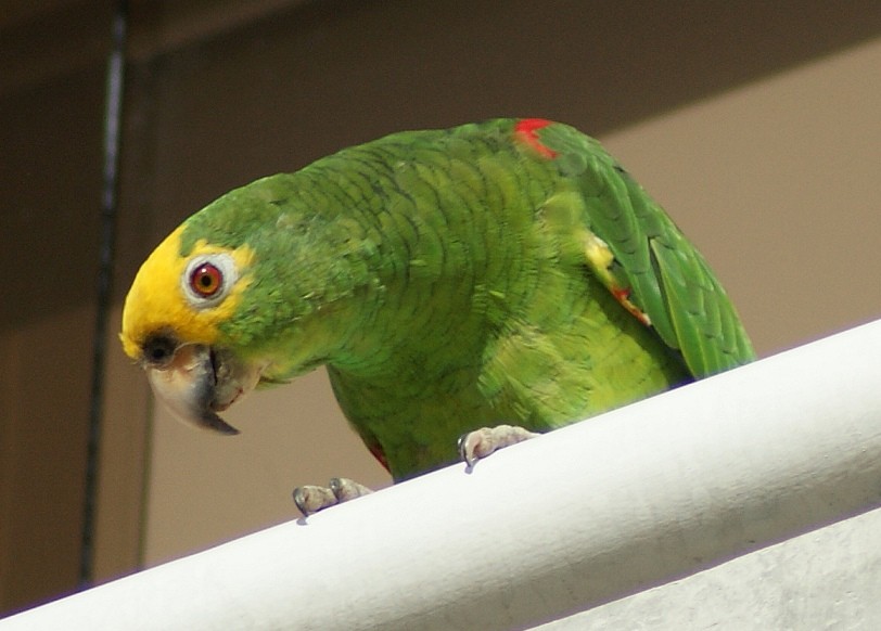 Yellow-crowned Parrot - Phil Gunson