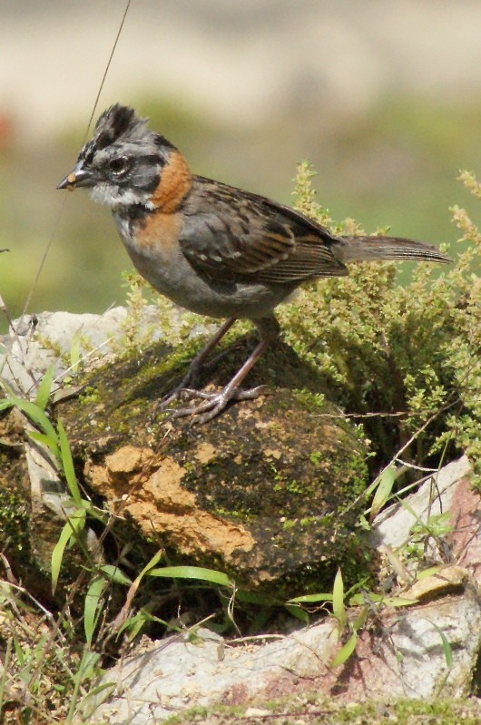 Rufous-collared Sparrow (Rufous-collared) - Phil Gunson