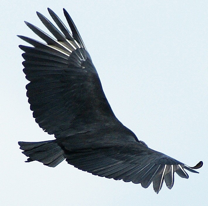 Black Vulture - ML205084371