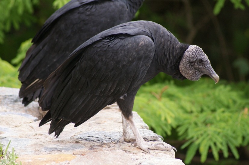 Black Vulture - ML205084381