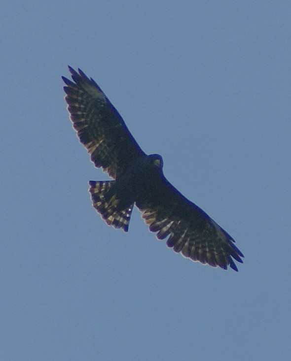 Short-tailed Hawk - ML205084421