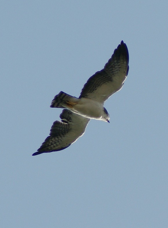 Short-tailed Hawk - ML205084431