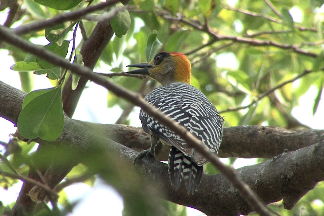 Golden-cheeked Woodpecker - Josep del Hoyo
