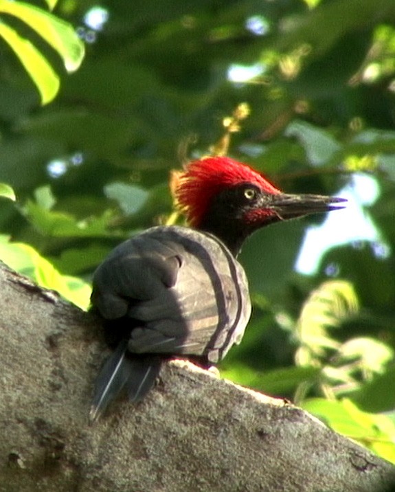 Andaman Woodpecker - ML205084621