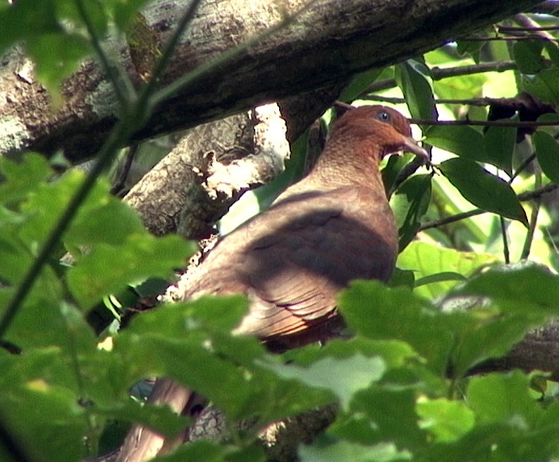 Andaman Cuckoo-Dove - ML205084631