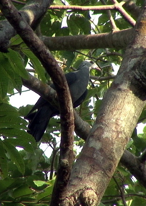 Andaman Wood-Pigeon - Josep del Hoyo
