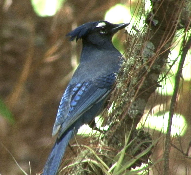 Steller's Jay (Middle American) - ML205084861
