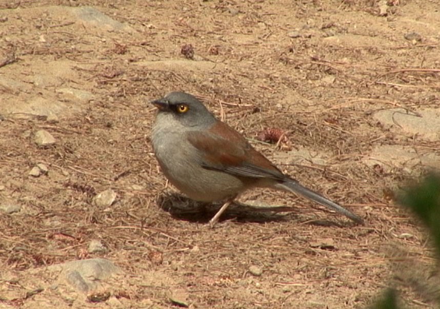 Yellow-eyed Junco (Mexican) - ML205084881