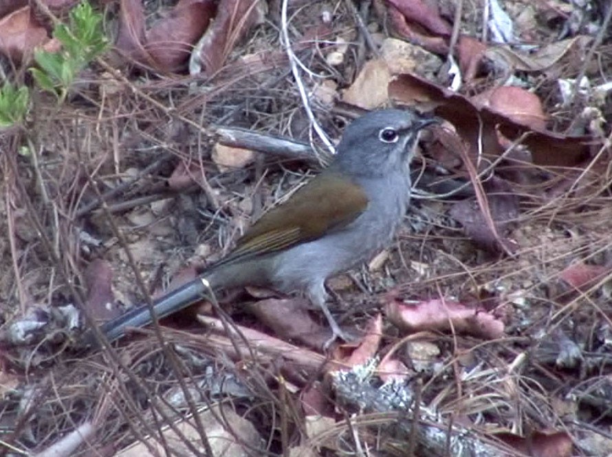 Brown-backed Solitaire - ML205084901