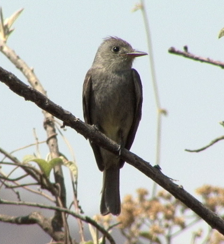 Greater Pewee (Mexican) - ML205085021