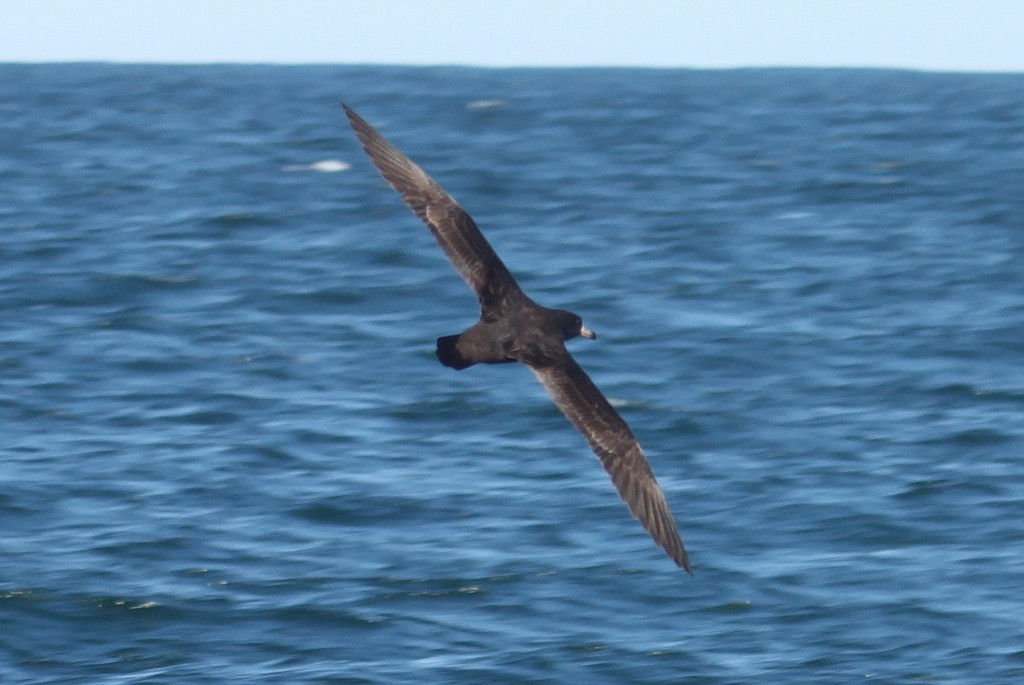 Flesh-footed Shearwater - Grant Canterbury
