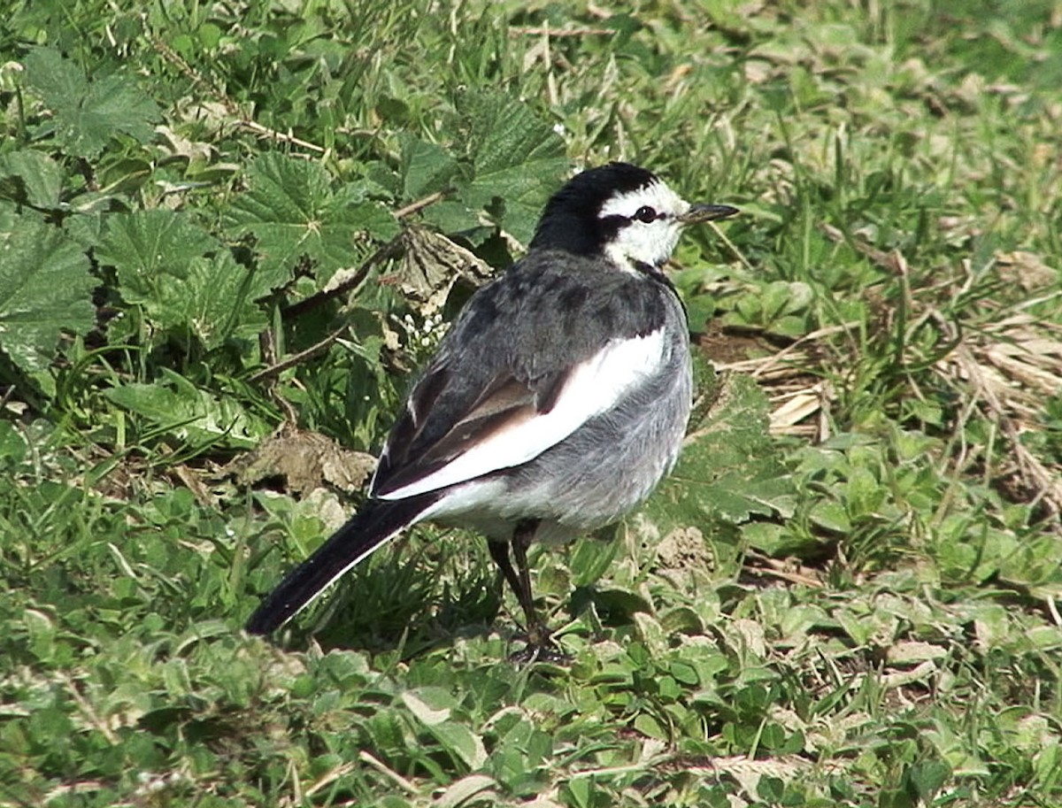 White Wagtail (Black-backed) - ML205085251