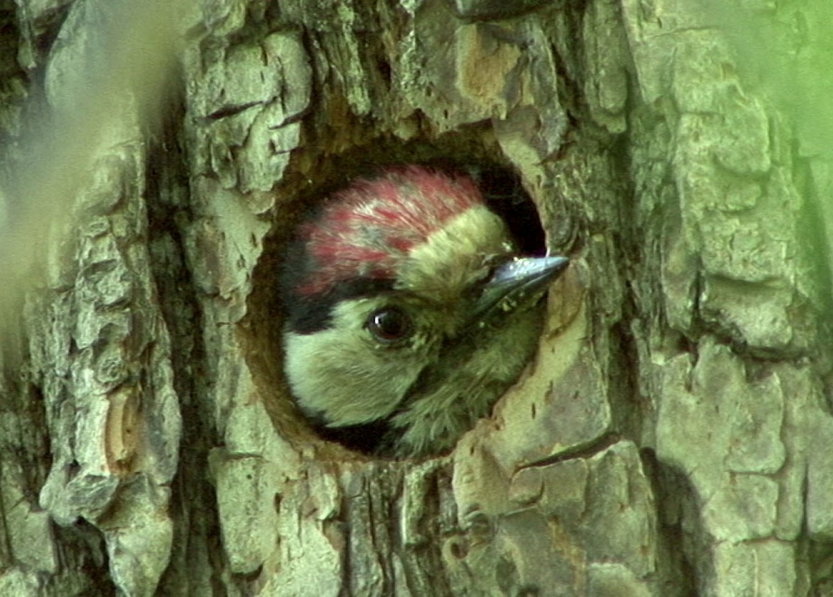 Lesser Spotted Woodpecker - Josep del Hoyo