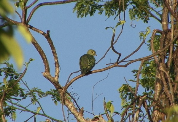 Rose-crowned Fruit-Dove - ML205085701