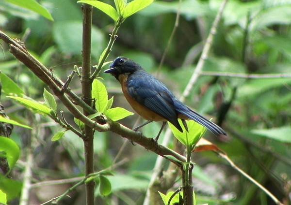 Sulawesi Blue Flycatcher (Tanahjampea) - ML205085901