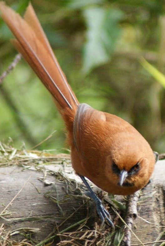 Black-throated Spinetail - ML205086211