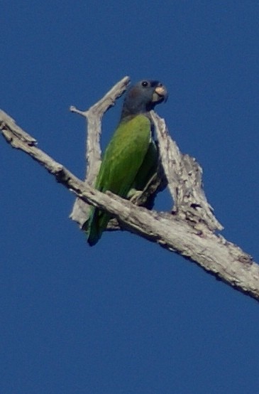 Blue-headed Parrot (Blue-headed) - ML205086221