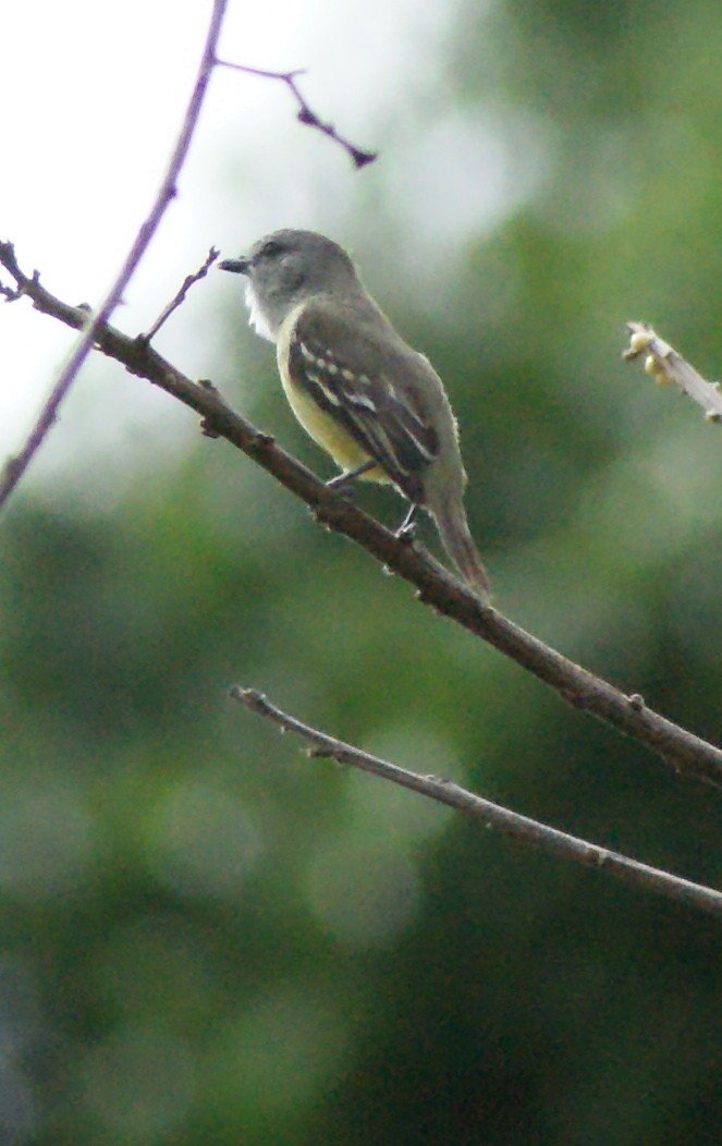 Yellow-crowned Tyrannulet - ML205086431