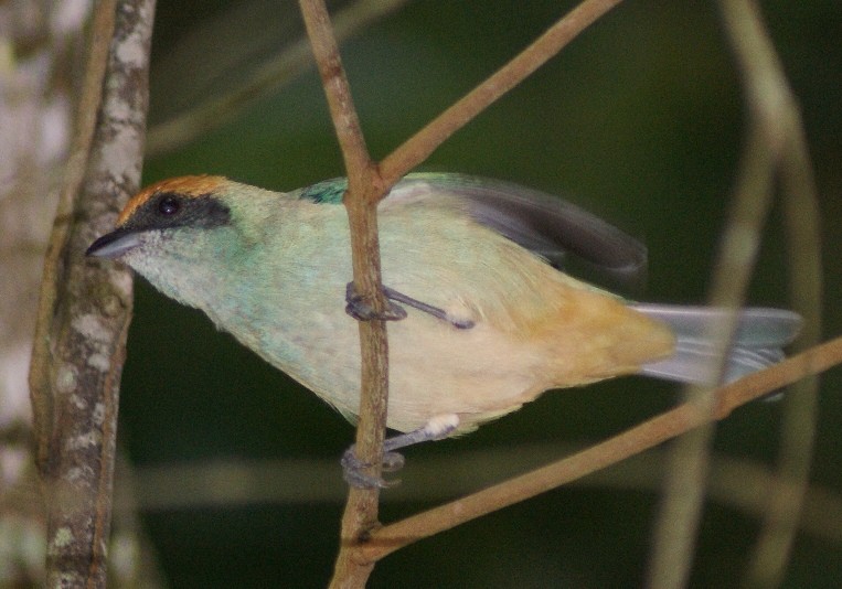 Burnished-buff Tanager (Rufous-crowned) - ML205086701