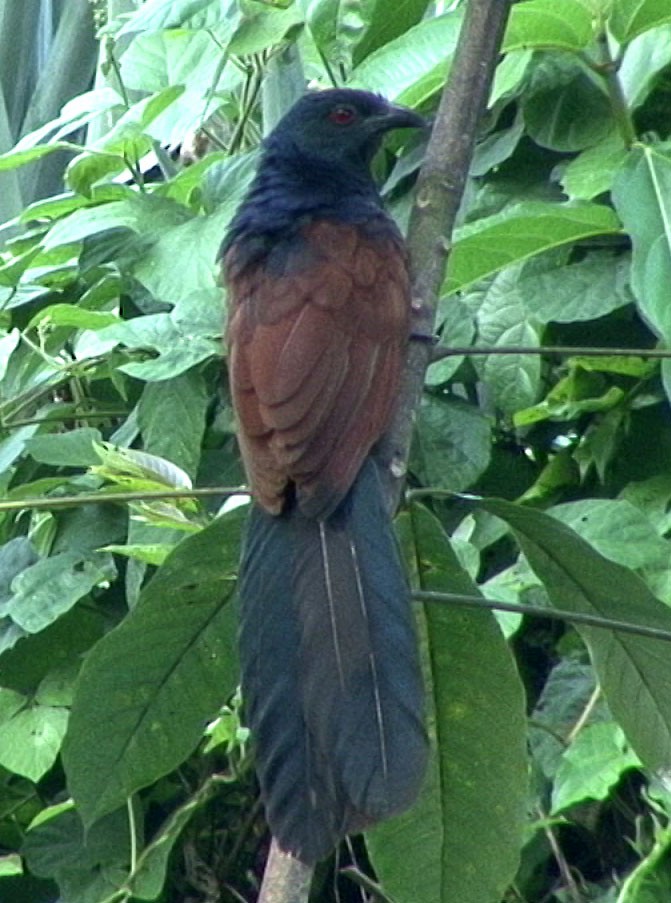 Greater Coucal (Southern) - ML205086851