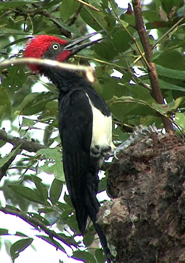 White-bellied Woodpecker - ML205087061