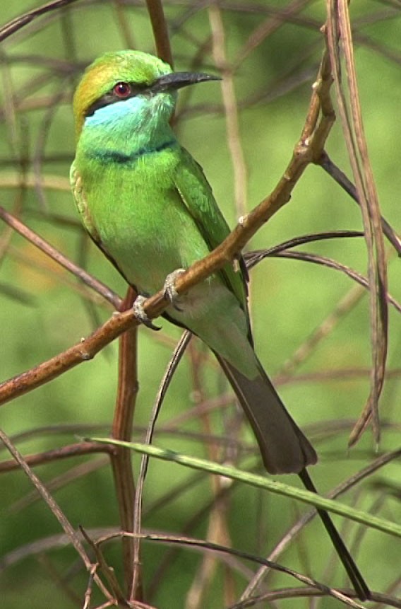 Asian Green Bee-eater - ML205087241