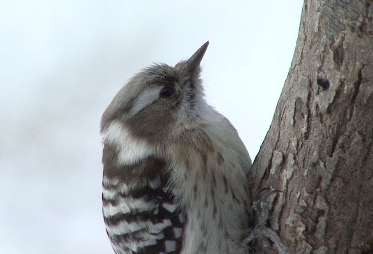 Japanese Pygmy Woodpecker - Josep del Hoyo