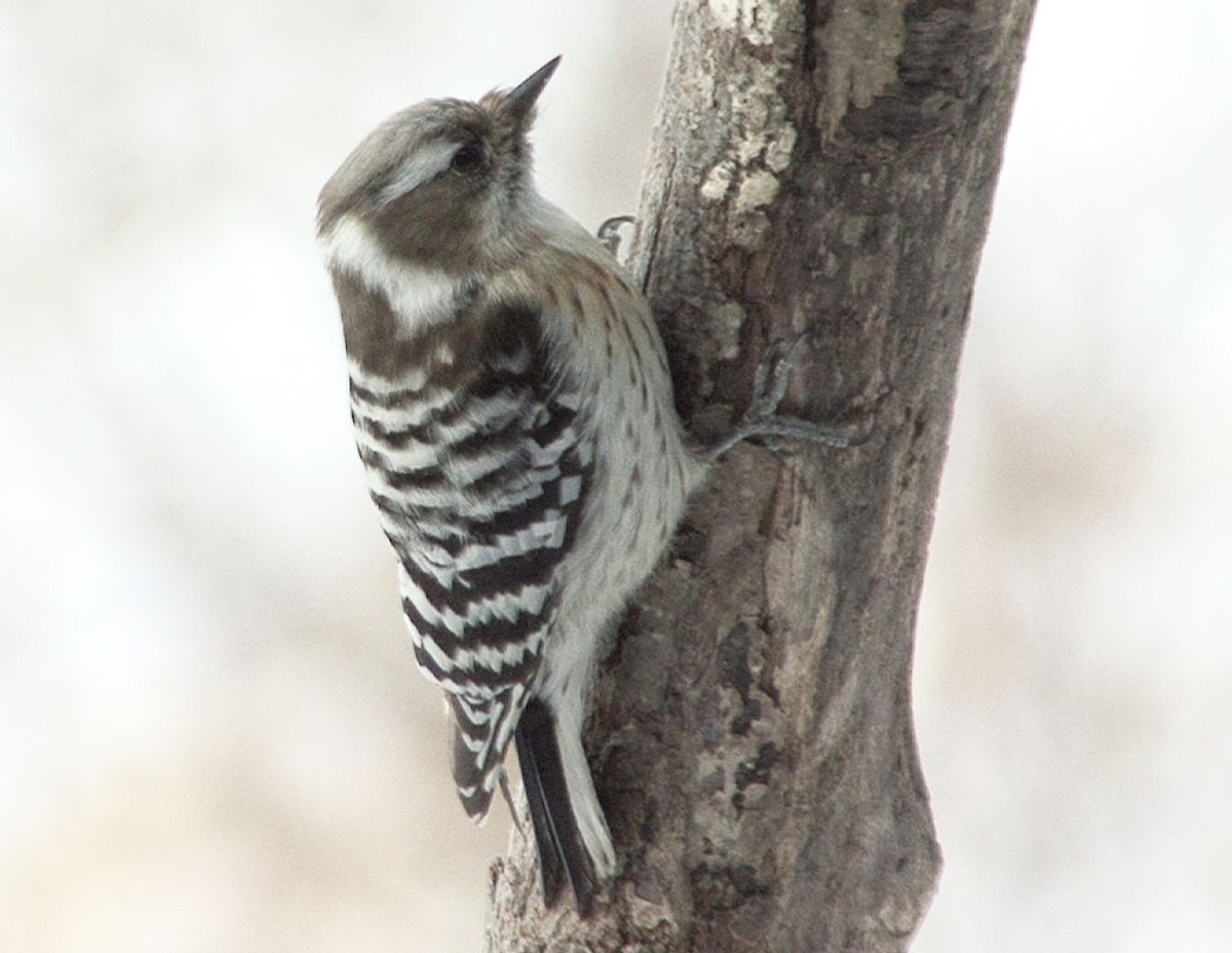 Japanese Pygmy Woodpecker - Josep del Hoyo