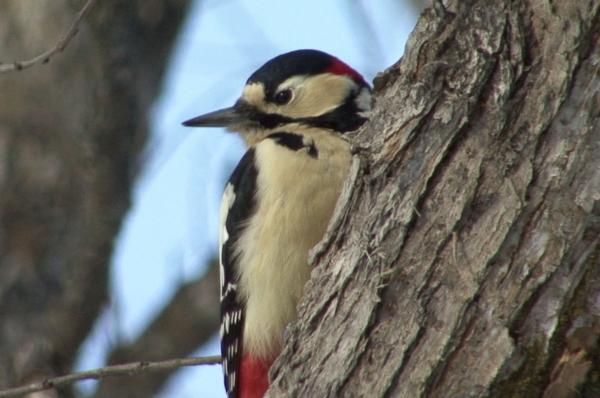 Great Spotted Woodpecker (japonicus) - Josep del Hoyo