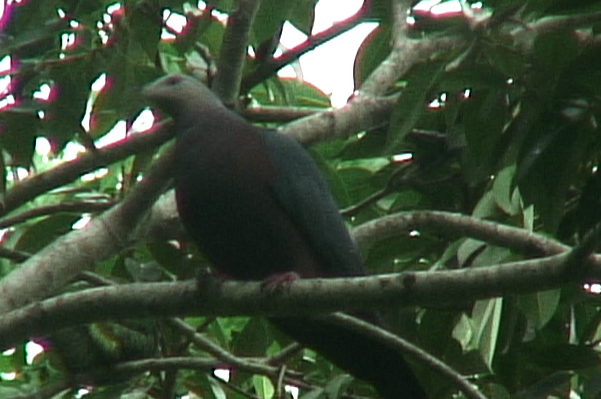 Chestnut-bellied Imperial-Pigeon - ML205087811